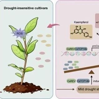 New Phytologist | 西北农林科技大学园艺学院龚春梅教授团队在茶树早期干旱胁迫耐受性调节机制解析中取得新进展