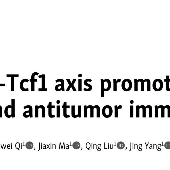 JEM | 中国科学技术大学李丰银团队与合作者揭示靶向Mettl8-Tcf1轴可促进CD8⁺ T细胞抗肿瘤免疫