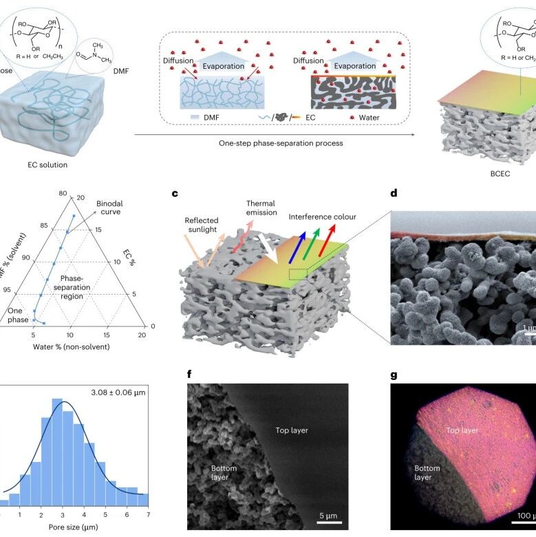 研究前沿：香港城市大学雷党愿团队，纤维素涂层-辐射冷却 | Nature Energy
