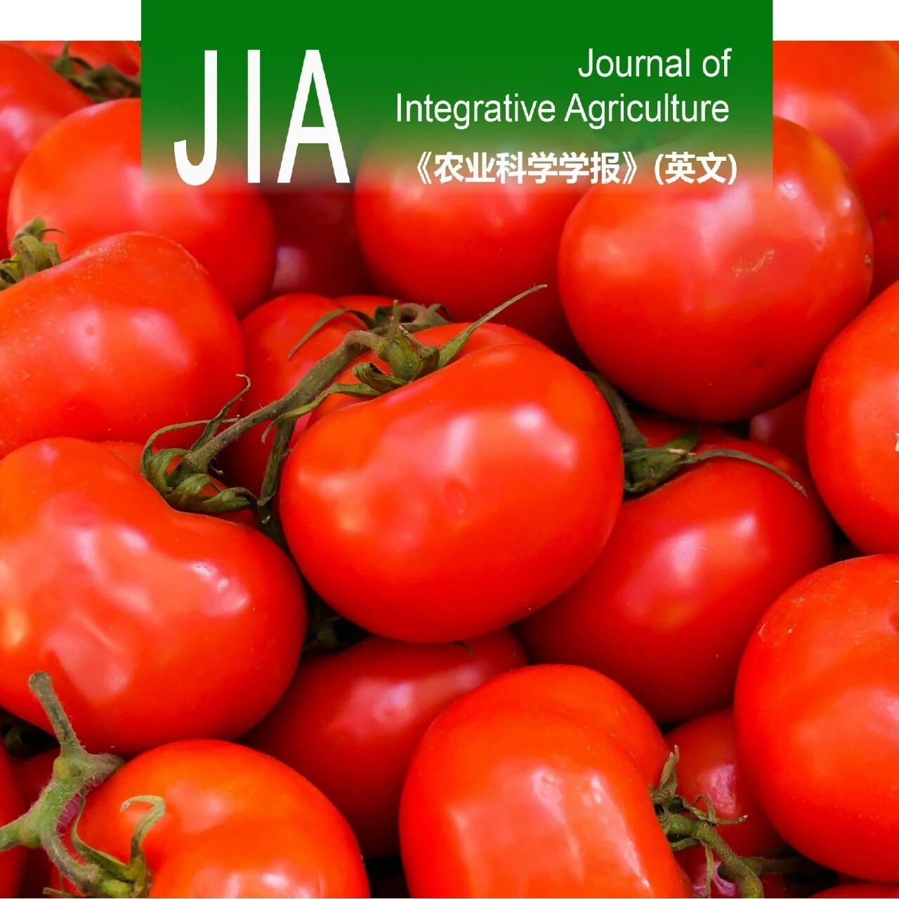 JIA | 东北农业大学园艺园林学院番茄课题组揭示TEI基因调控番茄节间伸长的分子机制