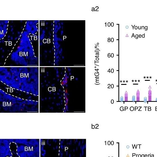 Bone Res | 线粒体DNA“打结”了？四川大学余钒源/李飞飞/叶玲发现它会让骨骼“修复工”早衰，导致衰老后骨头难愈合
