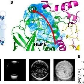 用于神经损伤治疗的酶促纳米气泡登顶《Cell Biomater.》同济大学