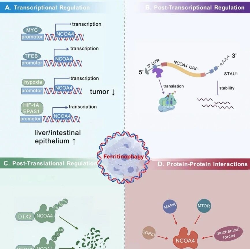 Autophagy | NCOA4-铁蛋白自噬：连接铁代谢、自噬与铁死亡的核心枢纽，开辟肿瘤治疗新路径
