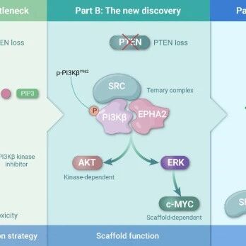 The Innovation Drug Discovery | PTEN缺陷肿瘤治疗新突破：PI3Kβ磷酸化有望成为精准靶点