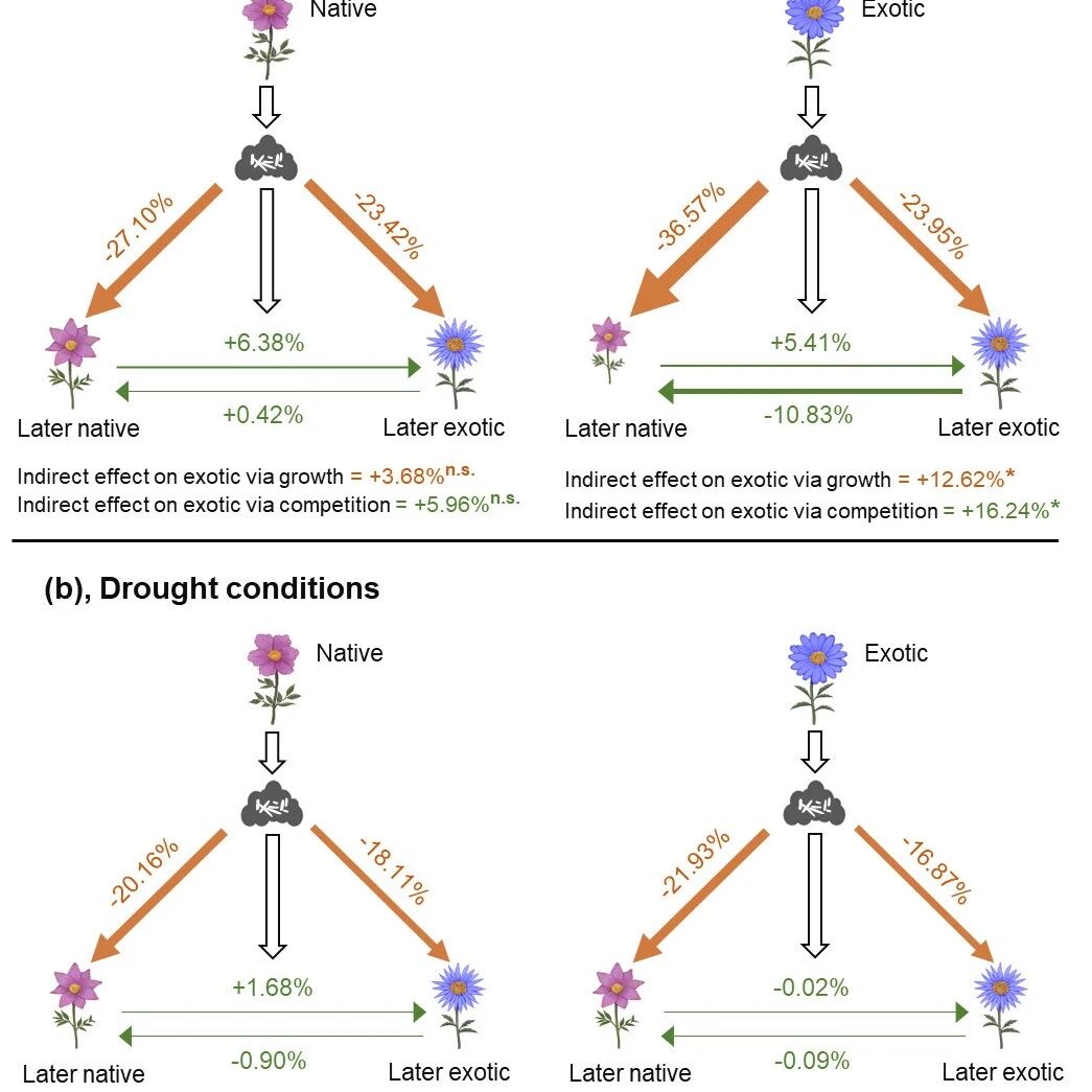 武汉植物园黄伟研究员团队《New Phytologist》发文揭示干旱调控土壤微生物介导的多物种共入侵机制