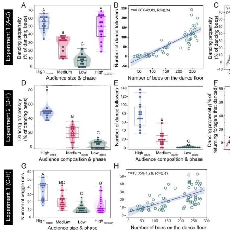 PNAS | 没有好“听众”，蜜蜂也“敷衍了事”！谭垦/董诗浩等团队发现蜂群舞者会根据观众数量调整舞蹈的认真程度