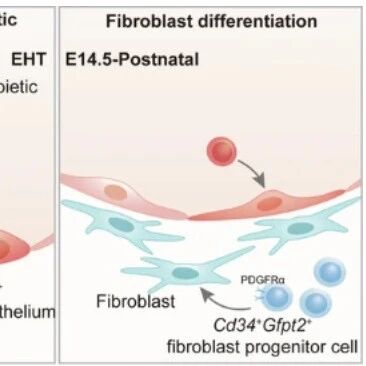 Cell Death & Differ | 重新定义经典标志物！浙江大学徐清波等发现CD34+细胞具有内皮、造血与成纤维“三能”，其命运随发育时间窗转换