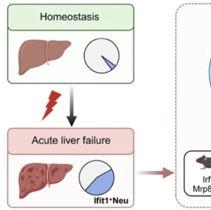 Hepatology｜揪出肝衰竭的“元凶”细胞：首都医科大学王宪波等团队发现Ifit1⁺中性粒细胞亚群，用纳米导弹可精准清除