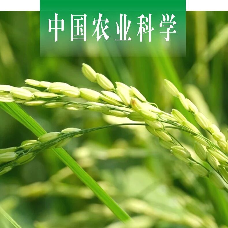 中国农业科学 | 宁夏大学农学院田蕾教授课题组探析不同亚种水稻种质资源对盐胁迫的形态生理响应并总结其适应策略