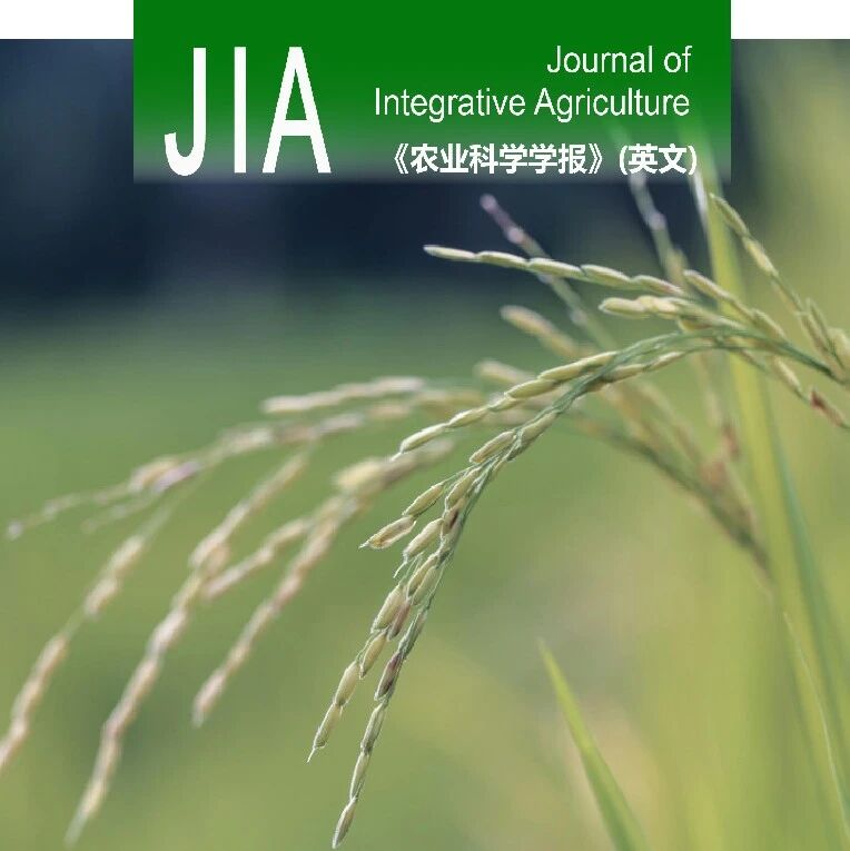 JIA优先上线 | 安徽省农业科学院水稻研究所解决杂交水稻制种“割叶”难题