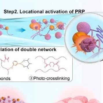 《Biomaterials》：如何利用HAMA双交联水凝胶促进子宫内膜再生