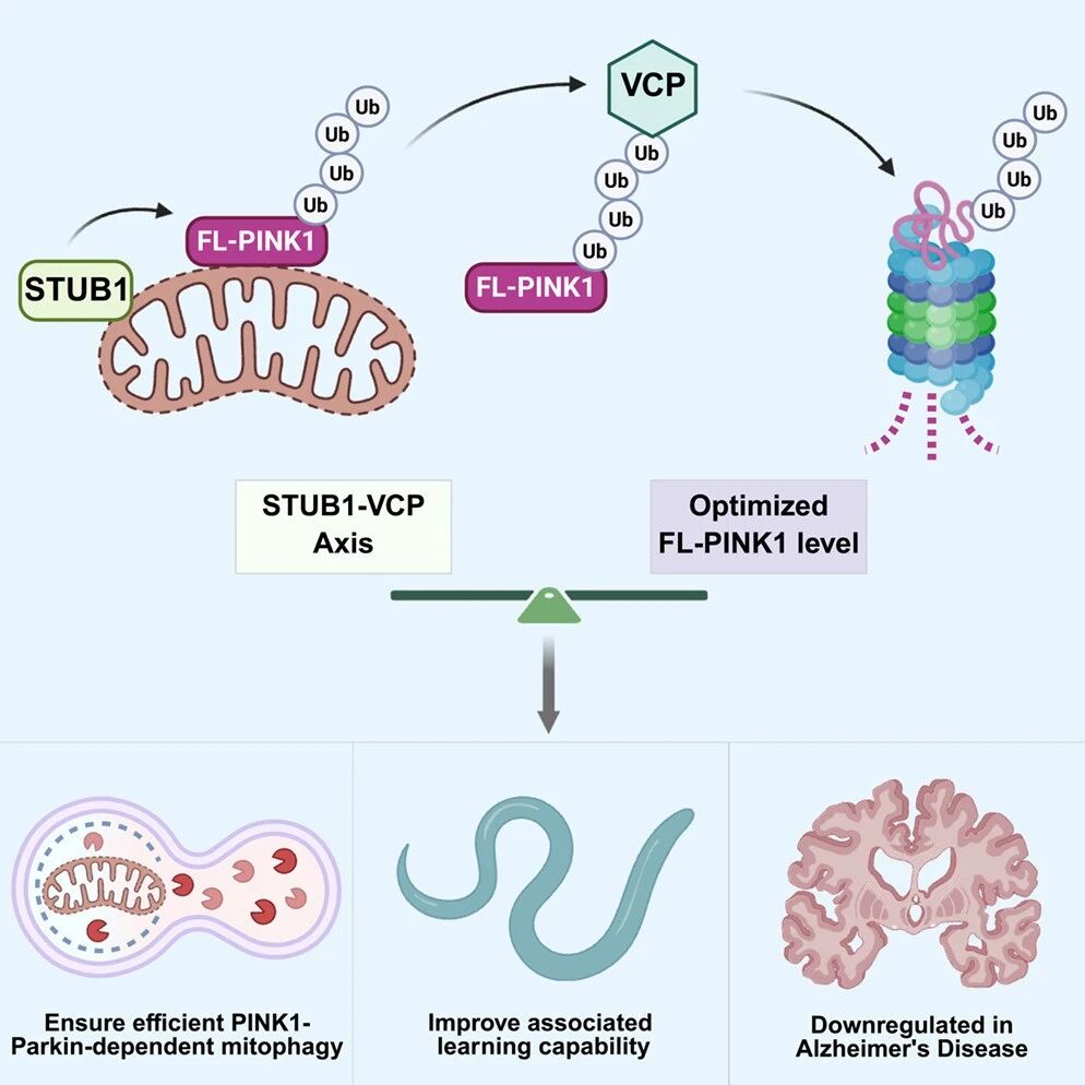 Cell Rep｜中山大学卢广团队与合作者揭示STUB1-VCP/p97轴调控线粒体自噬的新机制