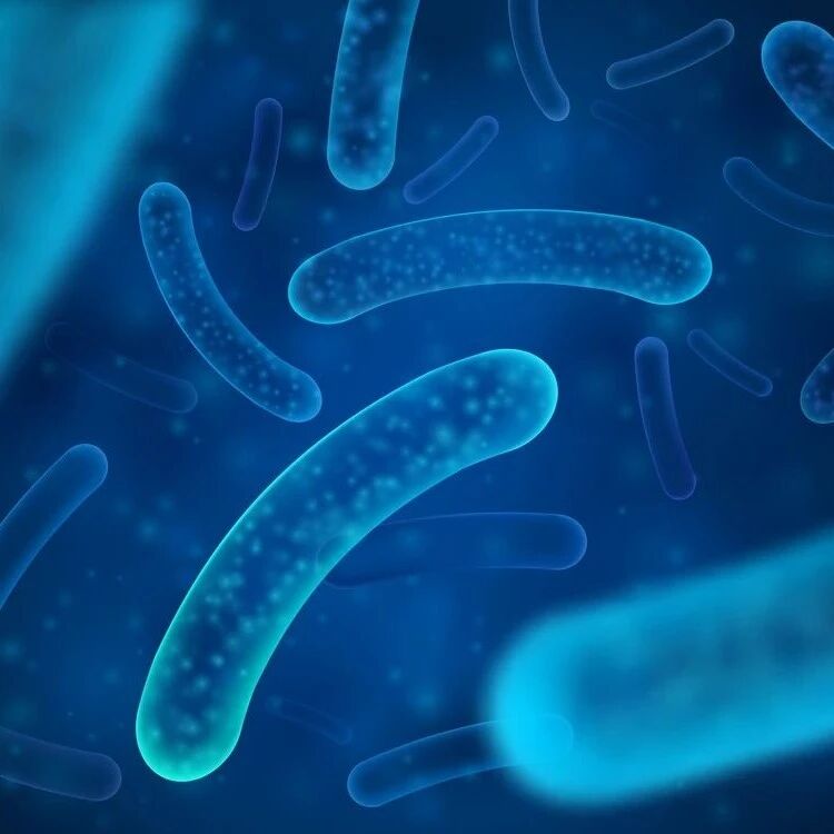 FSHW嗜酸乳杆菌CICC6074衍生slpX蛋白的异源表达、纯化、表征及其对LPS诱导的RAW264.7细胞抗炎作用的分子机制