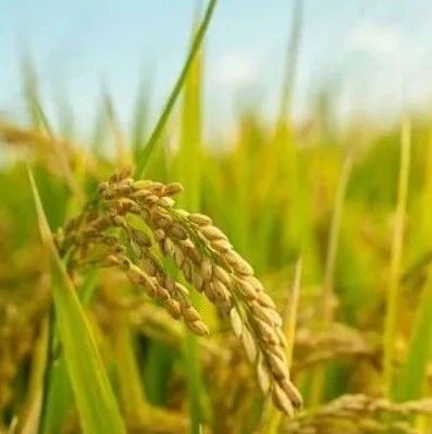 Mol Plant | 中国农科院联合中国农业大学解析“绿色革命”基因调节禾本科作物生长与耐逆平衡的新功能