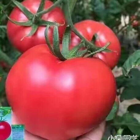 Nature Commun | 中国农业大学郭仰东/张娜团队揭示番茄耐受酸铝土壤新机制
