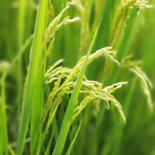重大突破！分子植物科学卓创中心副研究员一作发表Nature研究论文