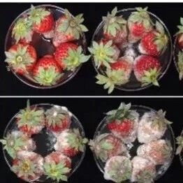 PNAS | 华中农业大学姜道宏研究团队在真菌病毒研究领域取得新进展