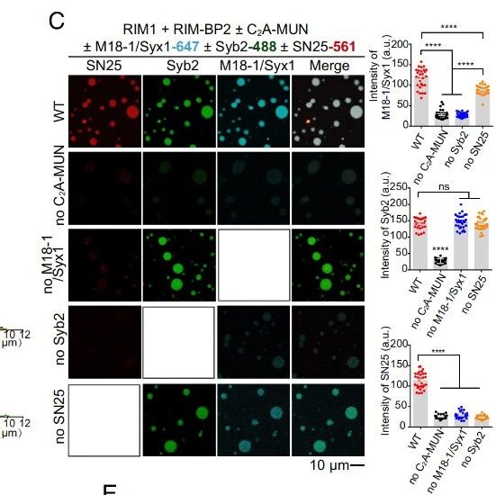 PNAS｜相分离为大脑信号“提速”：华中科技大学马聪团队揭示特殊凝聚体如何为SNARE蛋白装配创造“特权平台”