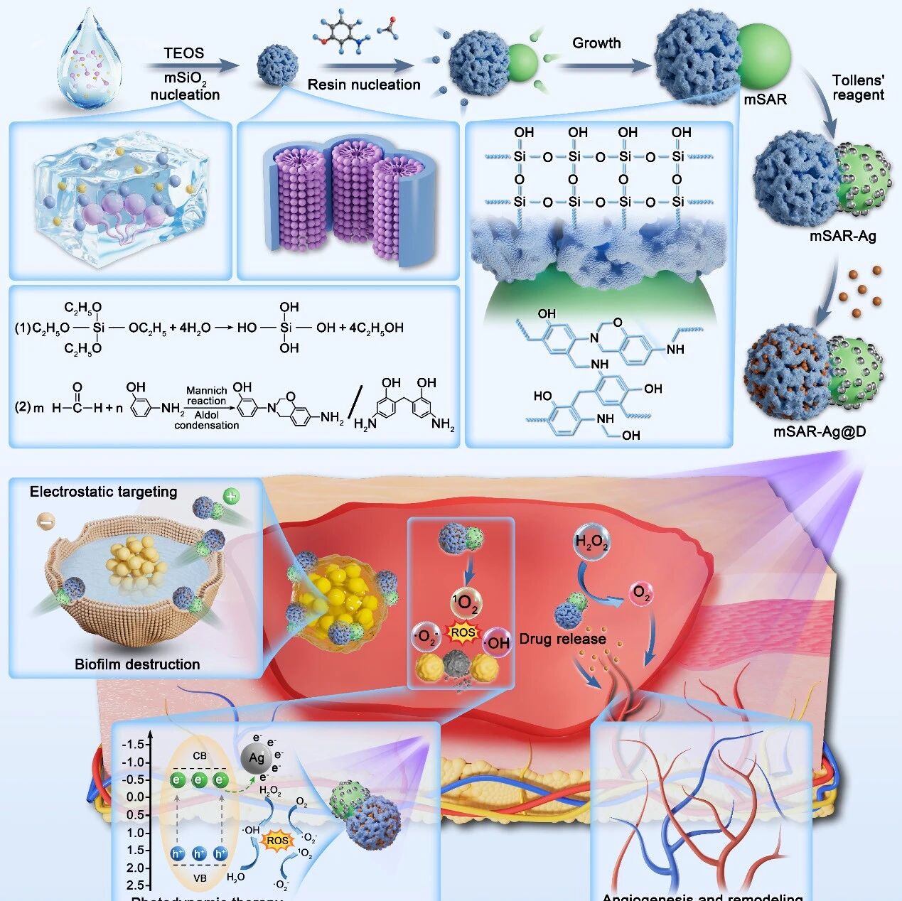 哈工程刘天亿、复旦大学孔彪 ACS Nano：非对称聚合物半导体纳米机器人的可控合成与感染皮肤创面治疗
