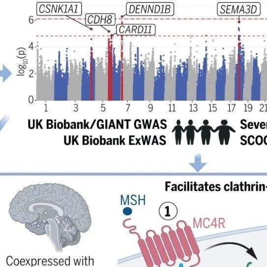 拉布拉多登上最新《Science》：让狗发胖的基因，可能也让人体重飙升