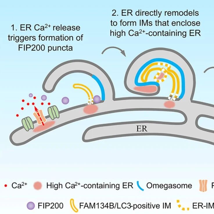 Mol Cell｜细胞如何定点清除受损内质网？生物物理所张宏团队揭示机械敏感通道通过钙信号与相分离启动自噬