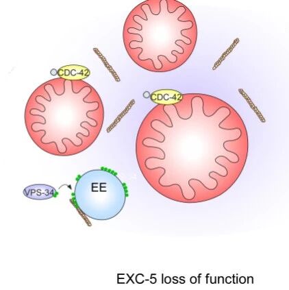 J Cell Biol｜云南大学杨崇林团队发文揭示一条PI(3)P-EXC-5-CDC-42信号轴调控粒体网络化的分子机制