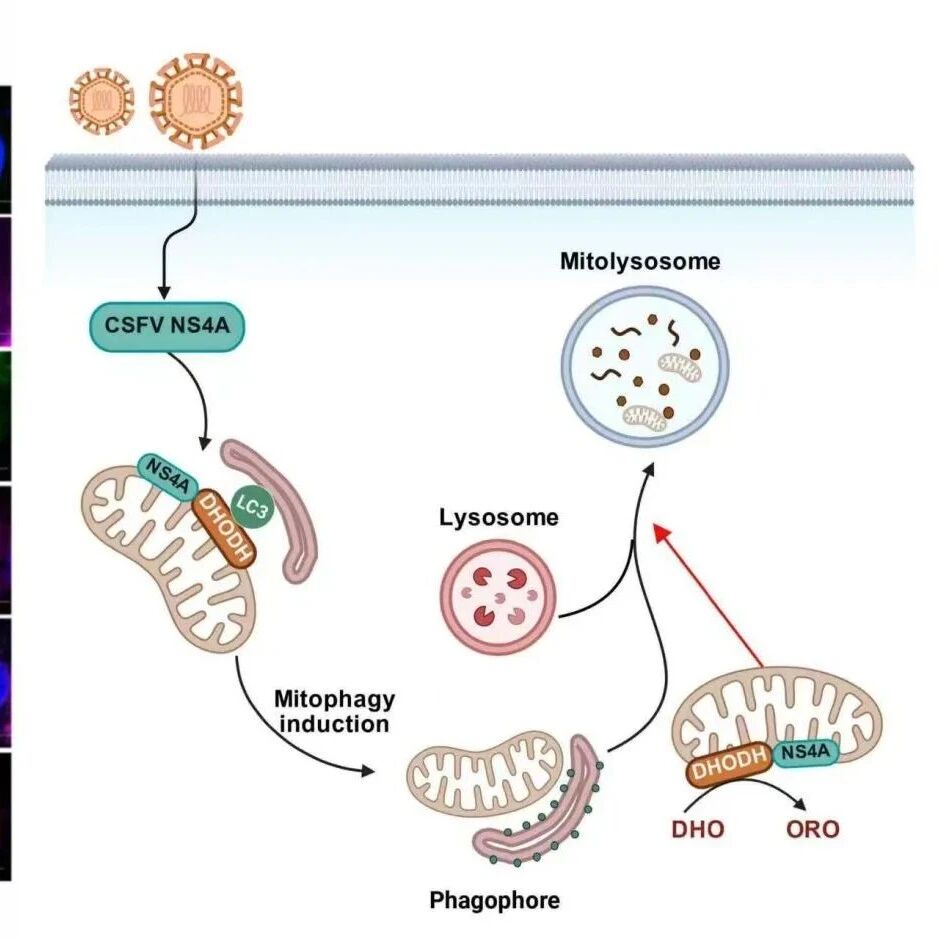 Autophagy｜东北农业大学周斌团队阐明了二氢乳清酸脱氢酶在动物瘟病毒复制中的关键调控作用