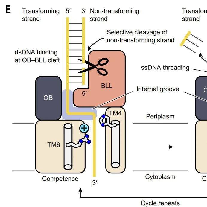 破解百年谜题：《Science》研究揭示细菌如何“吞下”DNA，关键蛋白身兼“守门人”与“搬运工”