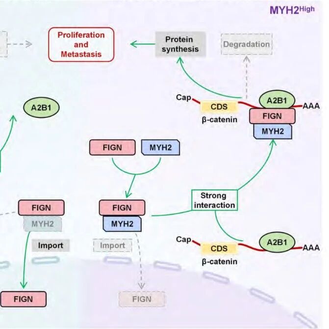 Cancer Res｜安徽医科大学吴正升等团队揭示FIGN异常定位于细胞质驱动肿瘤，设计多肽可逆转其定位并起效