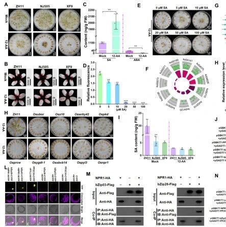 Plant Physiology | 种子生物学实验室王程亮博士课题组合作揭示SA调控水稻种子寿命的新机制