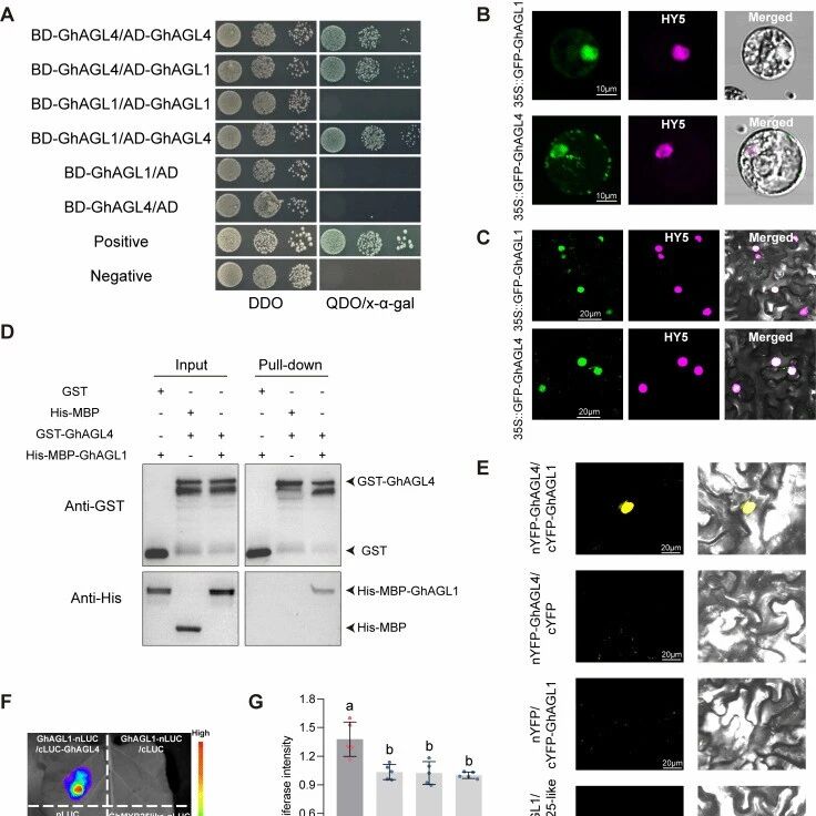 Plant Cell 华中农业大学联合新疆农科院棉花所合作解析GhAGL1和GhAGL4异源二聚体调控纤维起始与早期伸长的分子机制