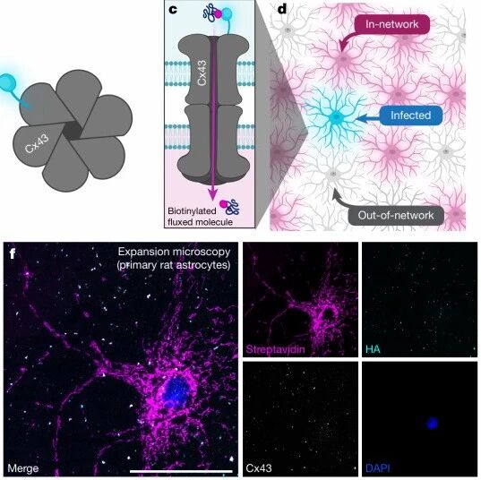 超越神经元连接：《Nature》首次全景绘制大脑星形胶质细胞的可塑性长程网络