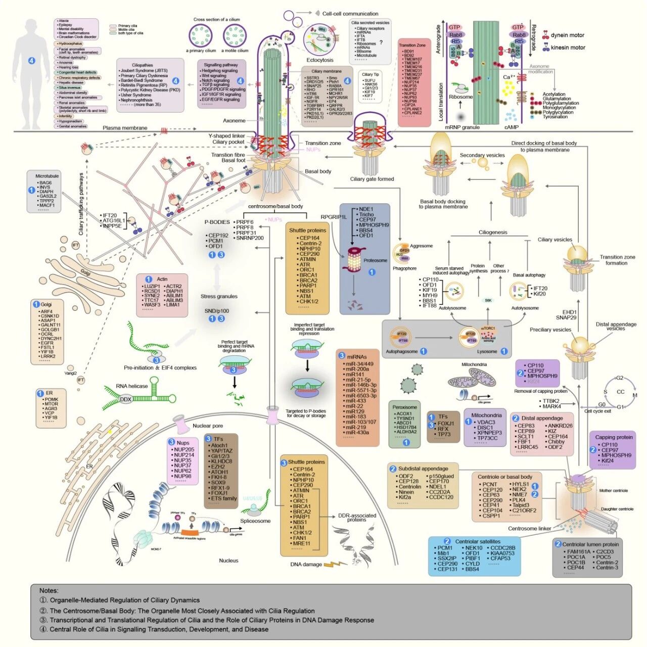 PLOS Biology | 张东慧等解码“细胞天线”：迄今最全的纤毛相关基因数据库CiliaKB发布