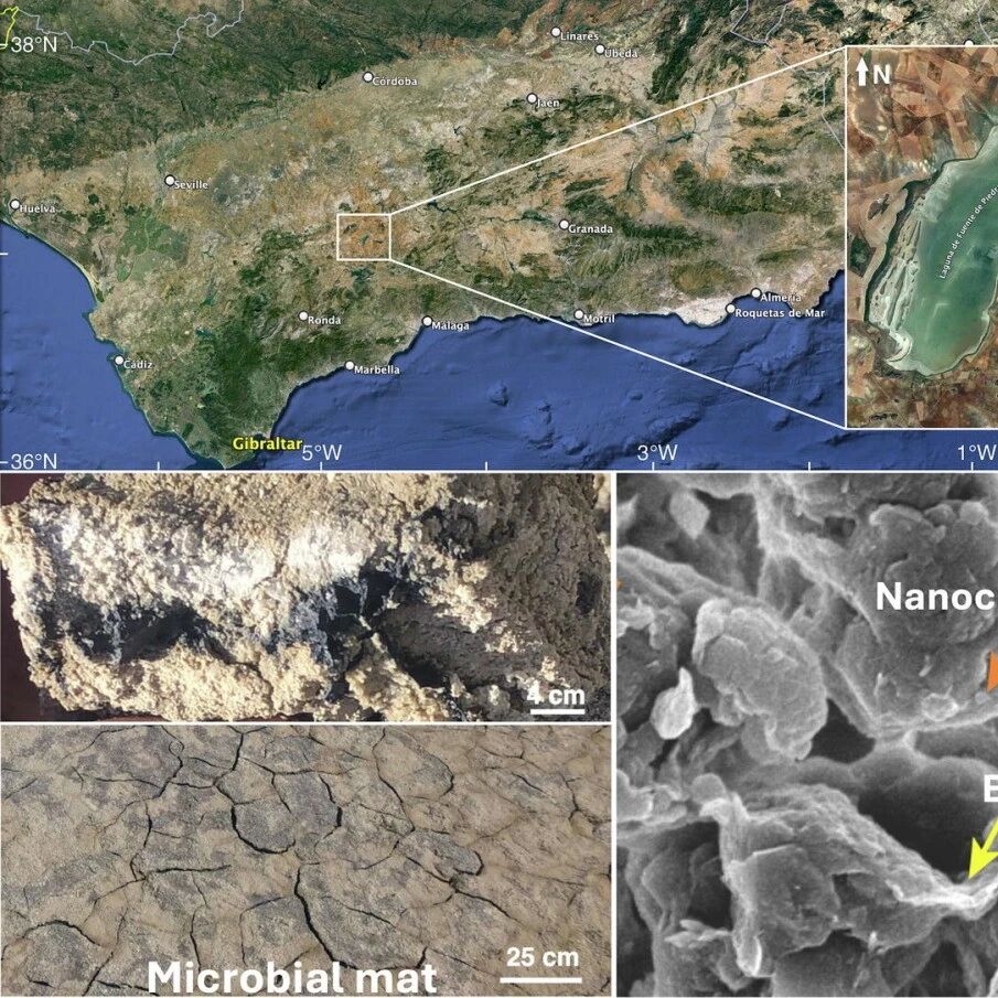 Geosci. Front. | 盐沼干盐湖中微生物与黏土矿物介导的白云石形成机制：对火星生命信号研究的启示