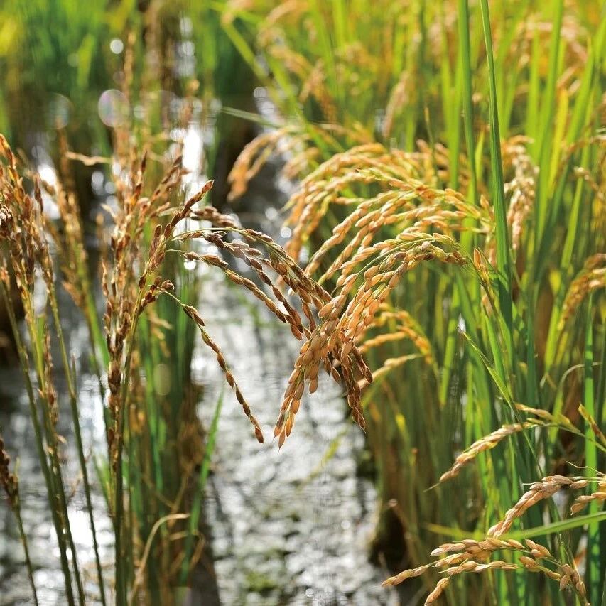 研究成果发表在Science、Molecular Plant、Nature Plants等期刊上，这个实验室植物检测项目大全！