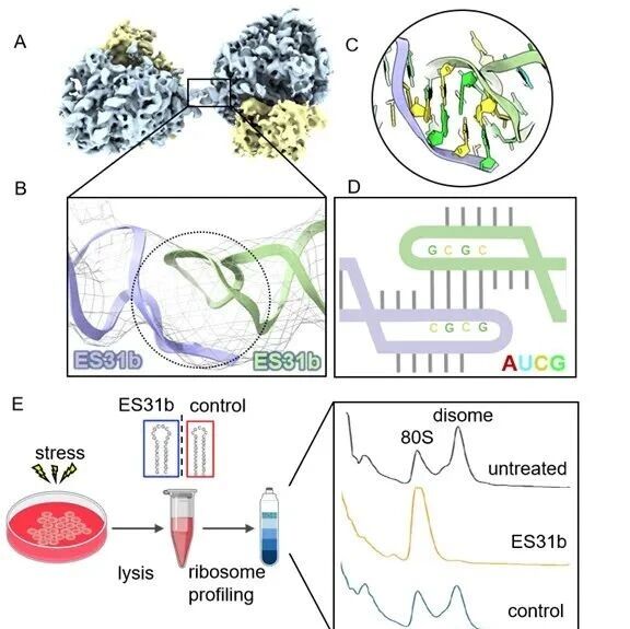 Nucleic Acids Research | 北京大学郭强课题组揭示真核生物核糖体RNA扩展片段介导核糖体二聚休眠的新机制