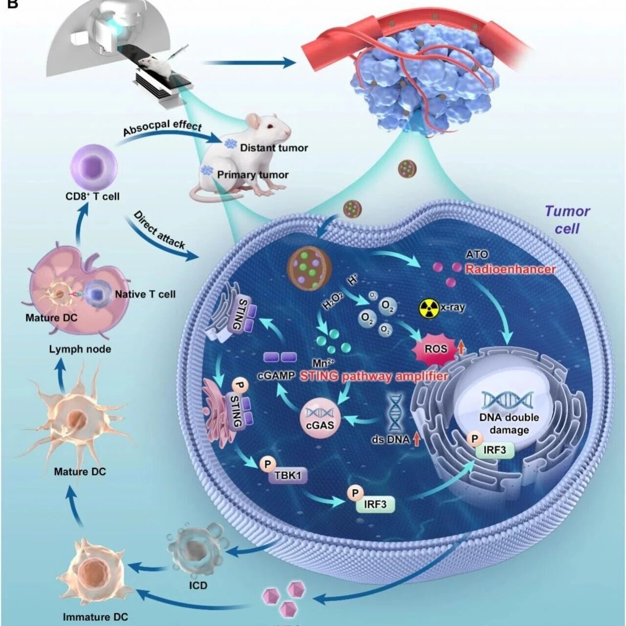 Biomaterials：杂化纳米佐剂可级联激活cGAS-STING-IFN-Ⅰ通路以增强放射免疫治疗