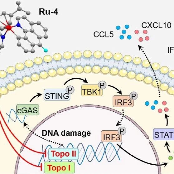 JACS：拓扑异构酶I/II的双重催化抑制剂可诱导cGAS-STING介导的化学免疫治疗