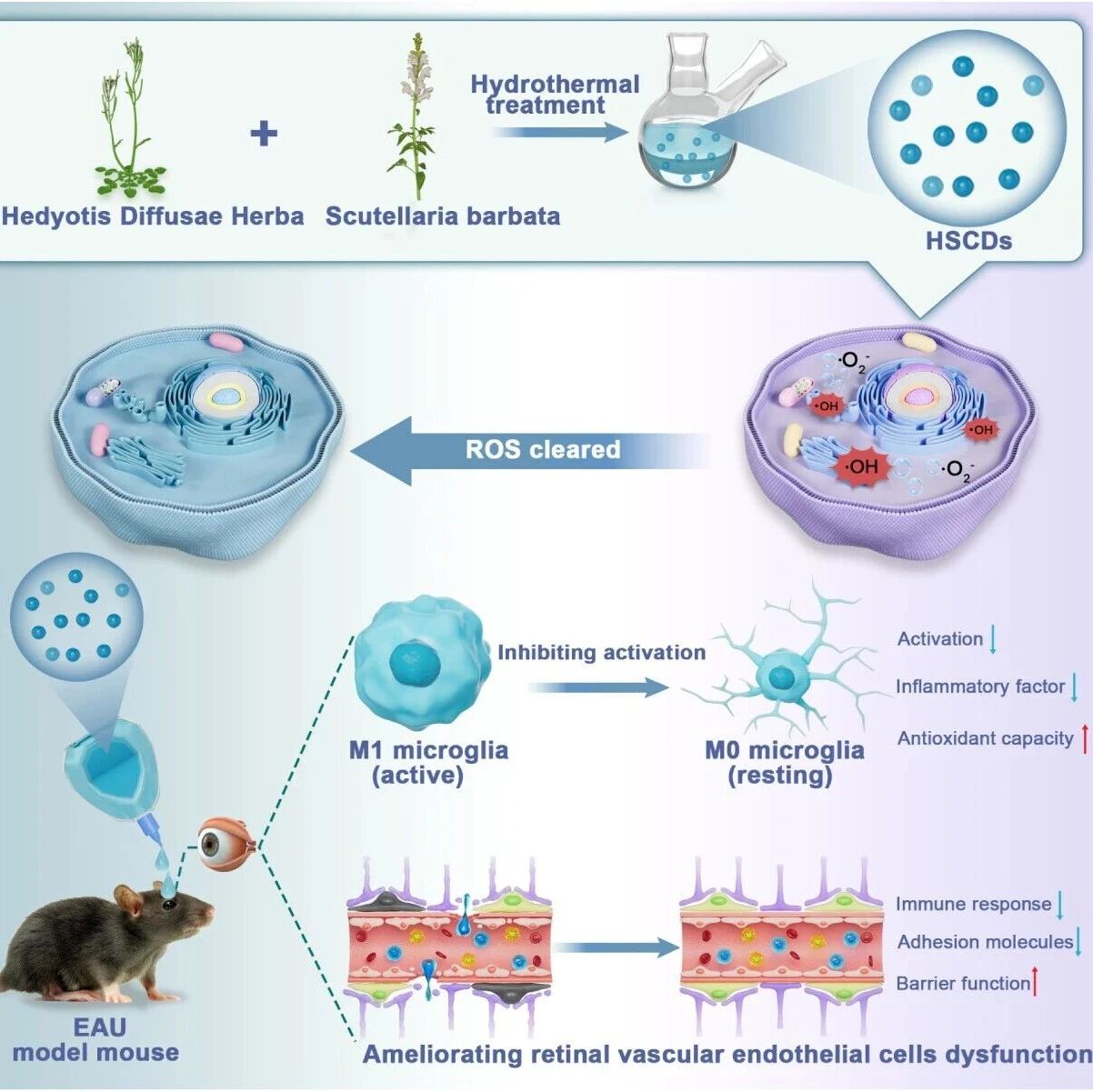 ACS Nano：局部应用源自天然草药的生物活性碳点可实现自身免疫性葡萄膜炎的双管齐下治疗