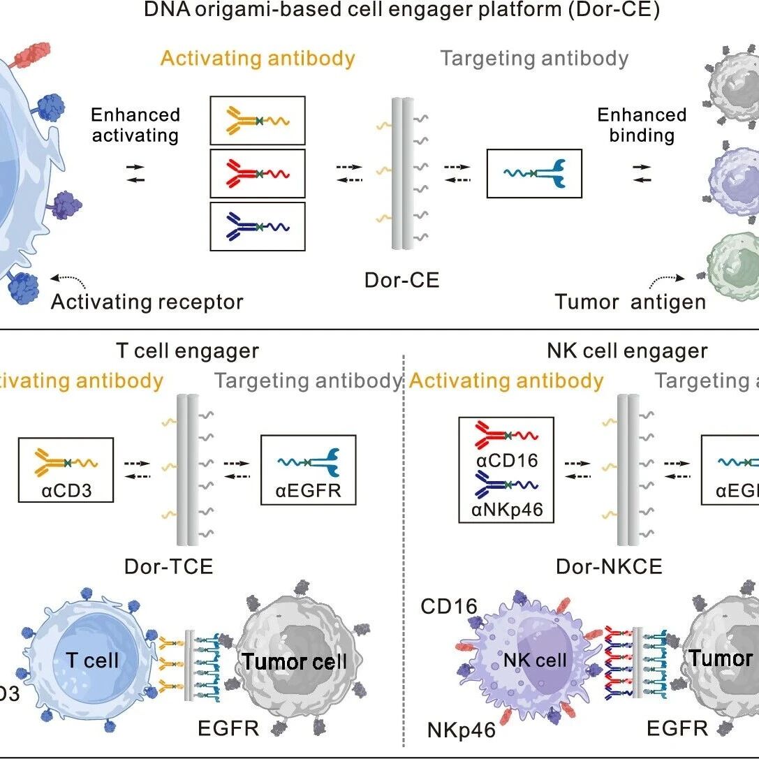 ACS Nano：空间限定的DNA折纸细胞连接器用于实现T细胞和NK细胞介导的免疫调节