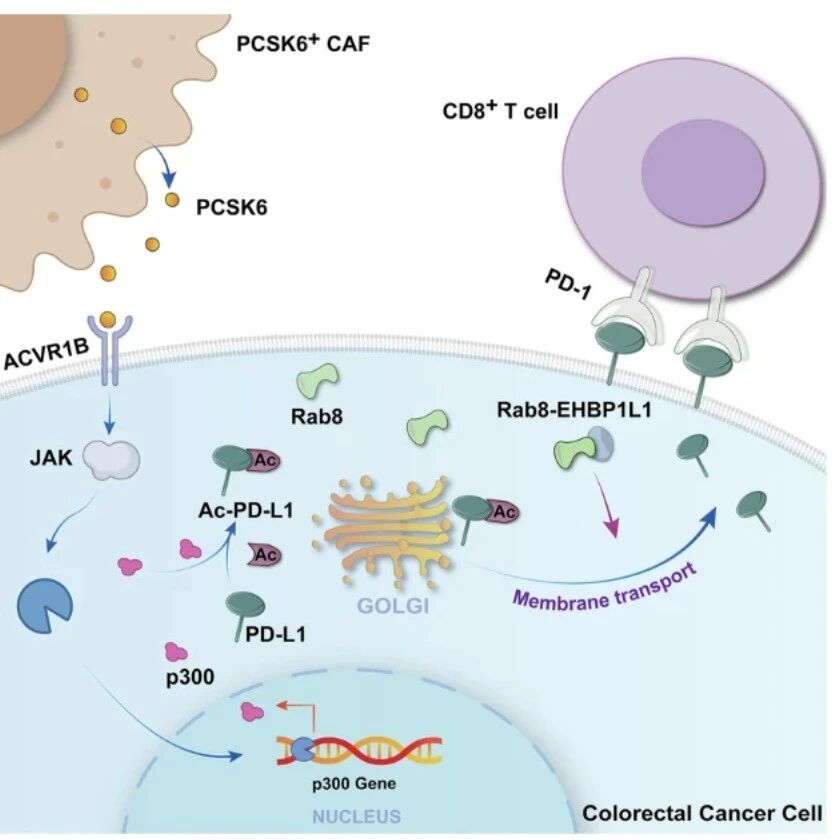 Cell Death & Differ | 肿瘤“帮凶”CAFs发射信号弹：中国药科大学研究团队合作揭示其如何远程武装肿瘤细胞，麻痹免疫系统