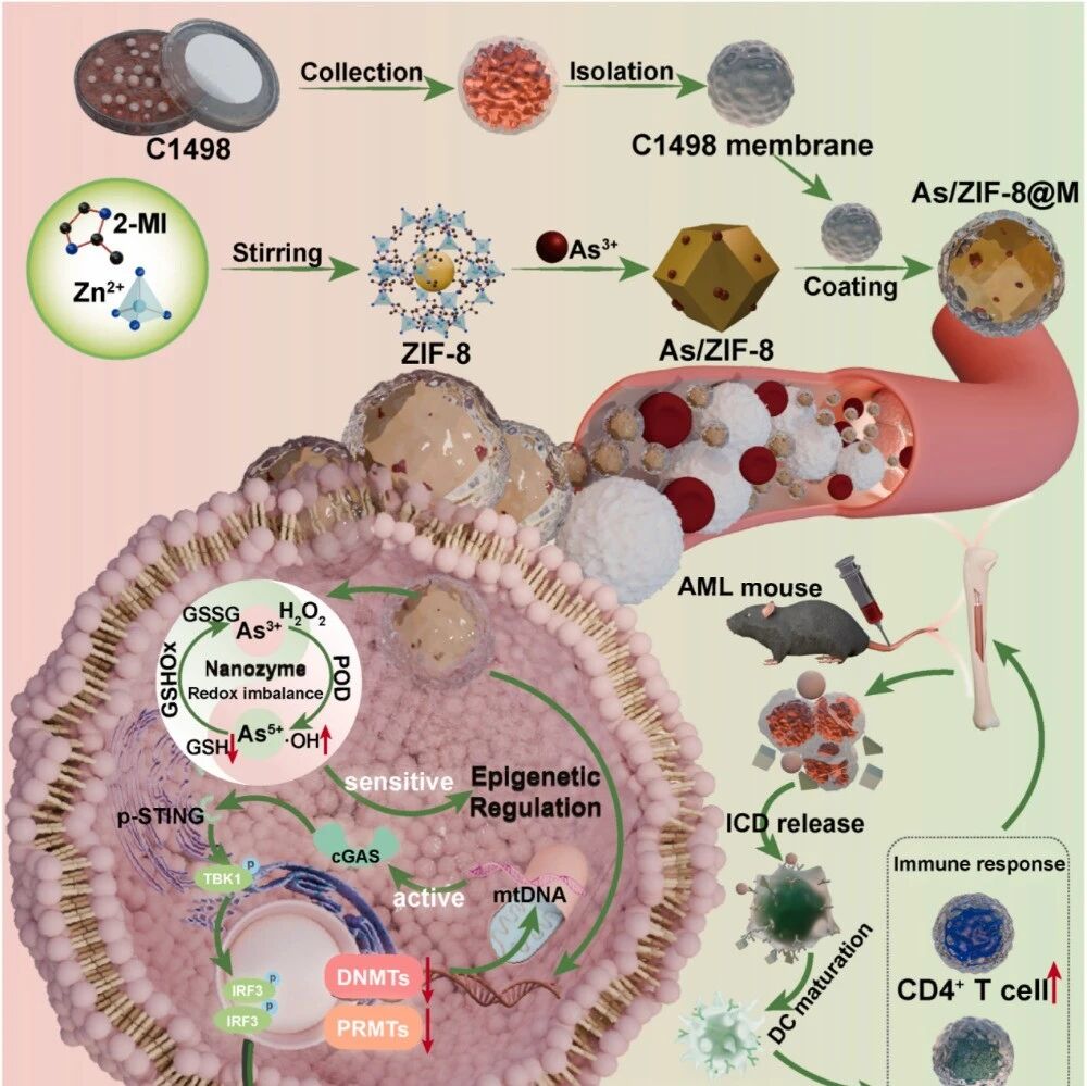 Biomaterials | 北京中医药大学倪健/董晓旭设计仿生砷基纳米酶强化双重表观遗传调控以提升急性髓系白血病免疫治疗效果