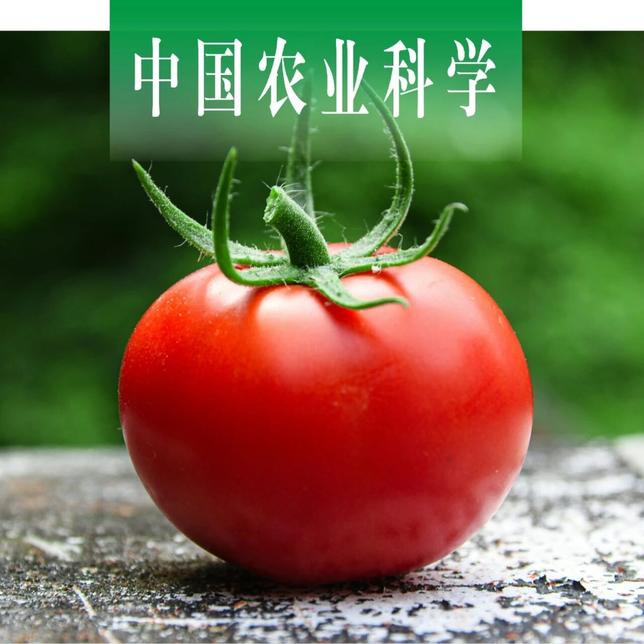 中国农业科学 | 辽宁省农业科学院蔬菜所联合沈阳农业大学探析番茄果实果脐大小性状主基因+多基因遗传规律