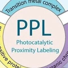 清华大学秦为课题组 Chem. Biomed. Imaging | 光催化邻近标记的机制与应用