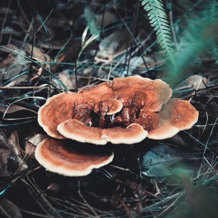 《食品科学》：南昌大学王君巧副研究员、浙江寿仙谷医药股份有限公司李振皓研究员等：灵芝孢子多糖对高脂饮食诱导肥胖小鼠的改善作用