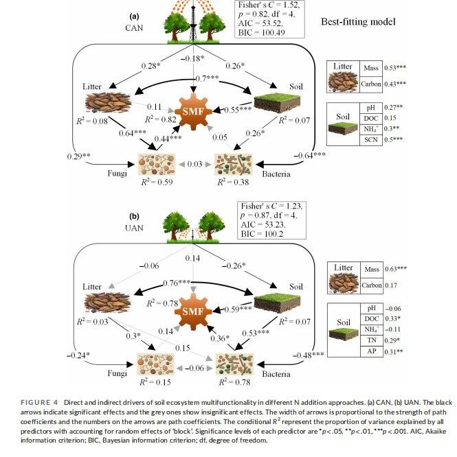 Global Change Biology:林冠氮沉降提升温带森林土壤生态系统多功能性