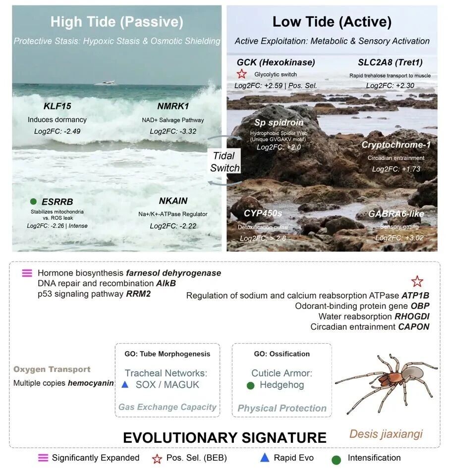 Molecular Ecology Resources｜跨越陆海界限：潮间带蜘蛛极端生存的基因组解密