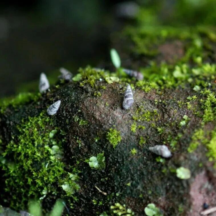 假期出游！水边这种小螺千万别碰，它背后的“瘟神”曾让千万人感染！