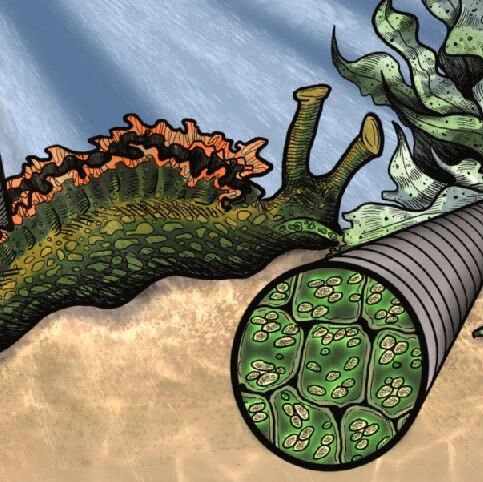 我不做动物啦！会光合作用的海蛞蝓，登上Cell封面