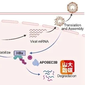 Nucleic Acids Research | 山东大学马春红教授团队揭示宿主降解HBV cccDNA的新途径